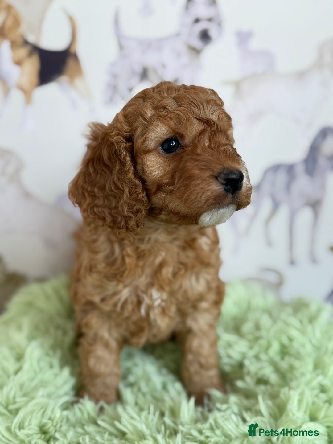 Cockapoo dogs for sale: F1 Cockapoo’s **fully health tested parents** - Image 6