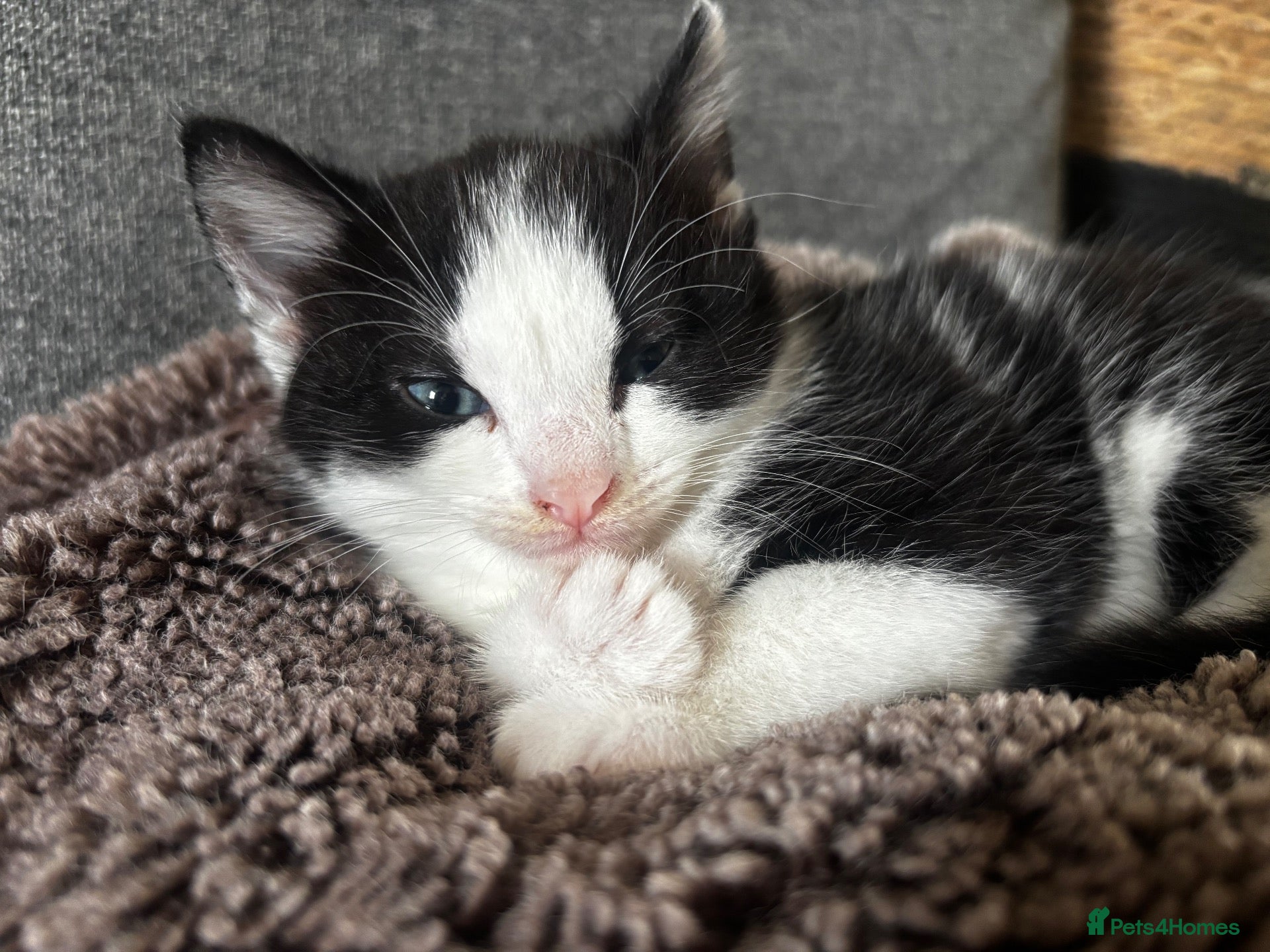 Mixed Breed cats Black and white male - Advert 1