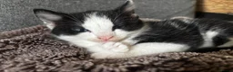 Mixed Breed cats for sale: Black and white male - Advert 1