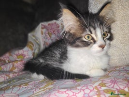 Mixed Breed cats - Advert 6