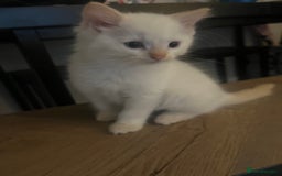 Ragdoll cats for sale: 3 ragdoll boys - Image 4