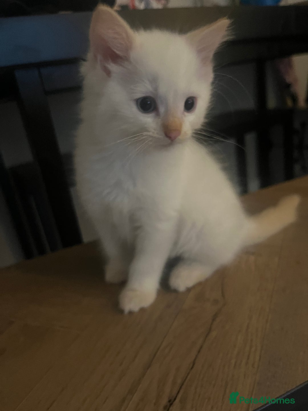 Ragdoll cats for sale: 3 ragdoll boys - Image 4