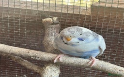 Budgerigars birds for sale: Budgies for sale - Image 2