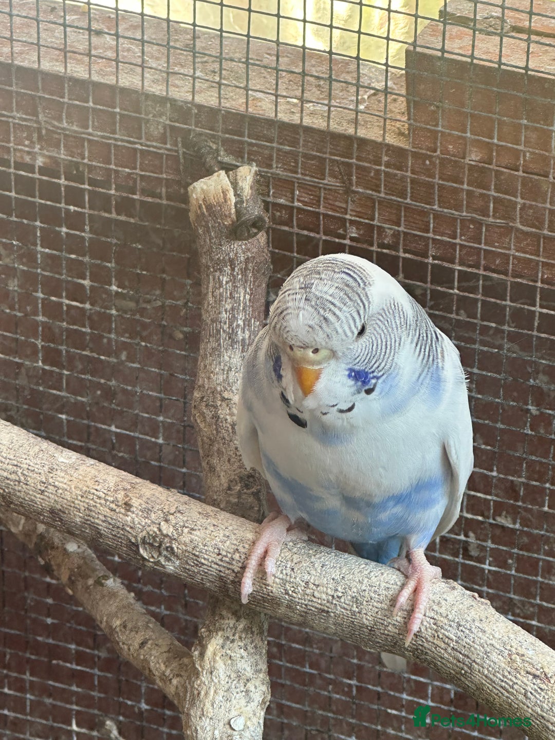 Budgerigars birds for sale: Budgies for sale - Image 2