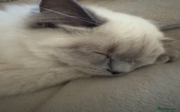 Ragdoll cats for sale: Beautiful Ragdoll - Image 2