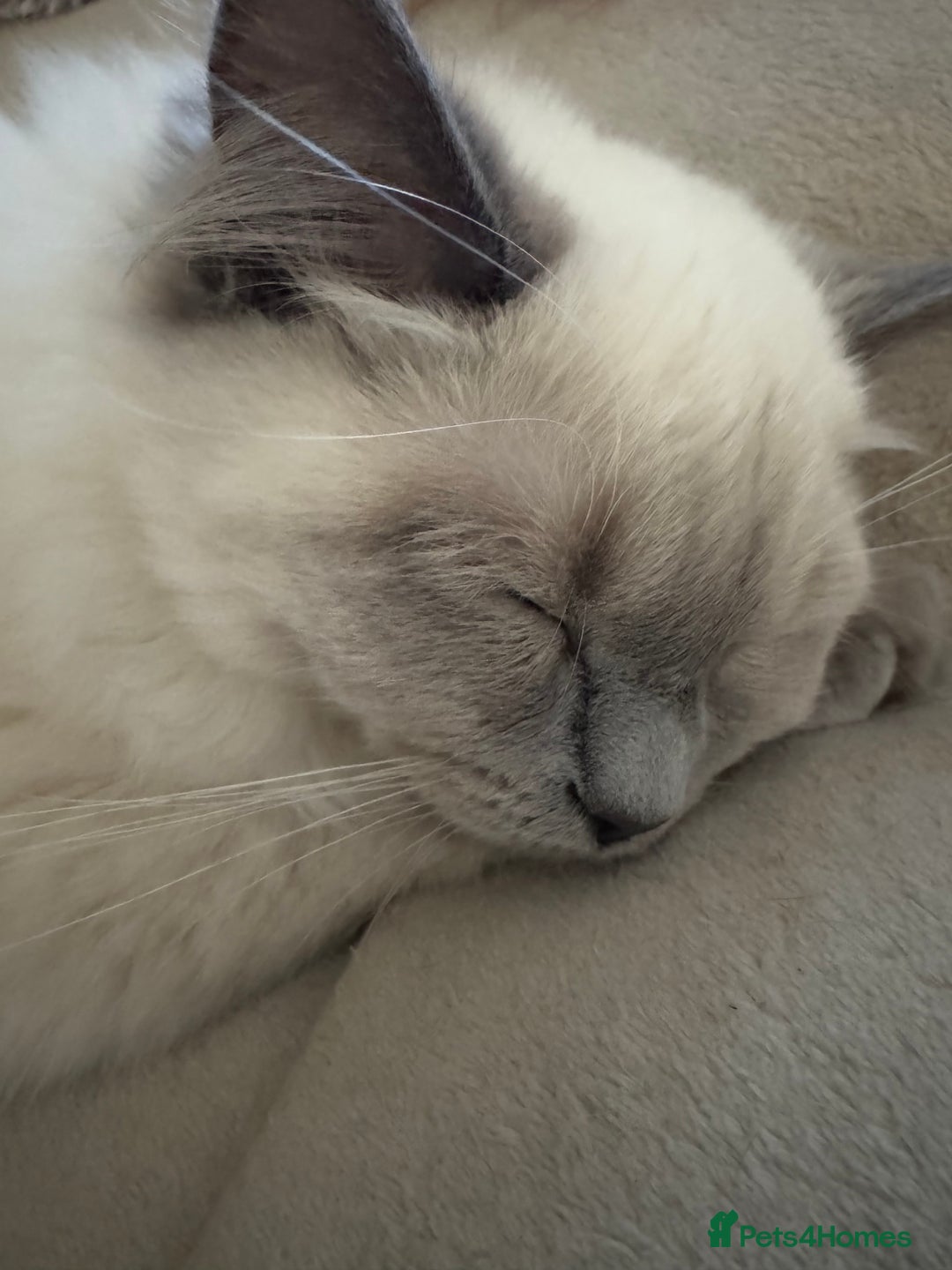 Ragdoll cats for sale: Beautiful Ragdoll - Image 2