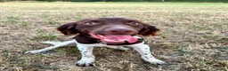 Mixed Breed dogs for adoption: Ozzy 1 yr old Spaniel cross  - Advert 7