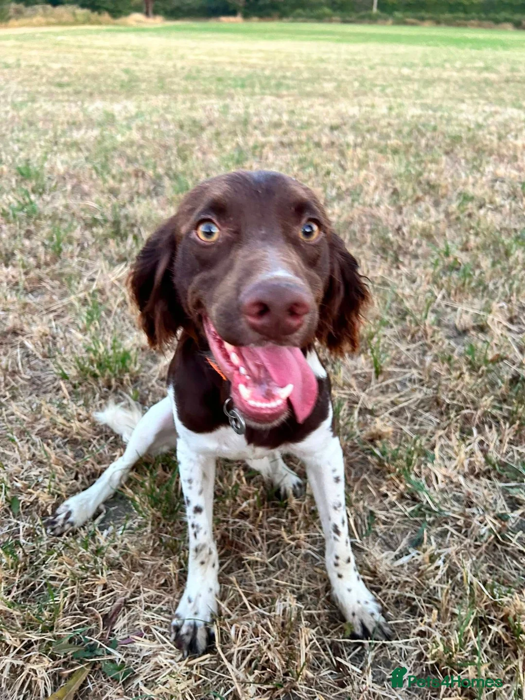 Mixed Breed dogs for adoption: Ozzy 1 yr old Spaniel cross  - Advert 7