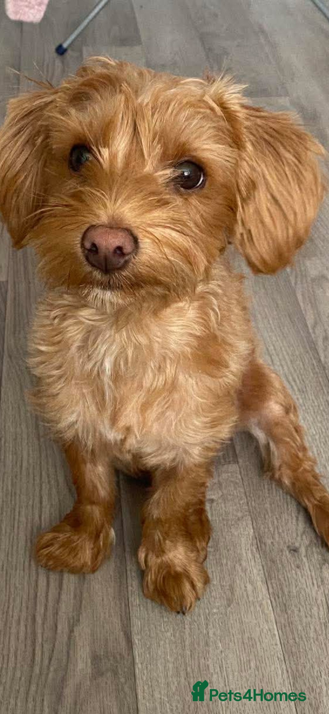 Mixed Breed dogs Bella - Advert 1