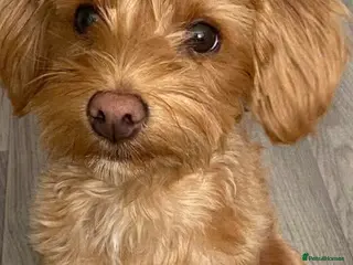 Mixed Breed dogs Bella - Advert 1