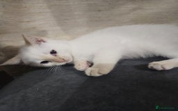 Mixed Breed cats for sale: Mother and kitten for sale  - Advert 2