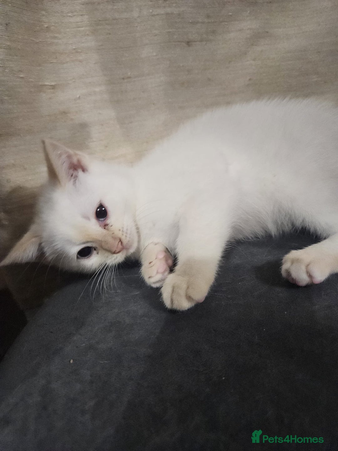 Mixed Breed cats for sale: Mother and kitten for sale  - Advert 2