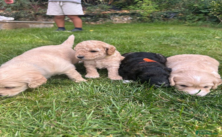 Cockapoo dogs - Advert 1