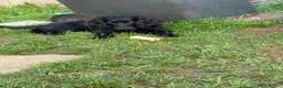 Cocker Spaniel dogs for sale: Cocker spaniel  in Kettering - Advert 2