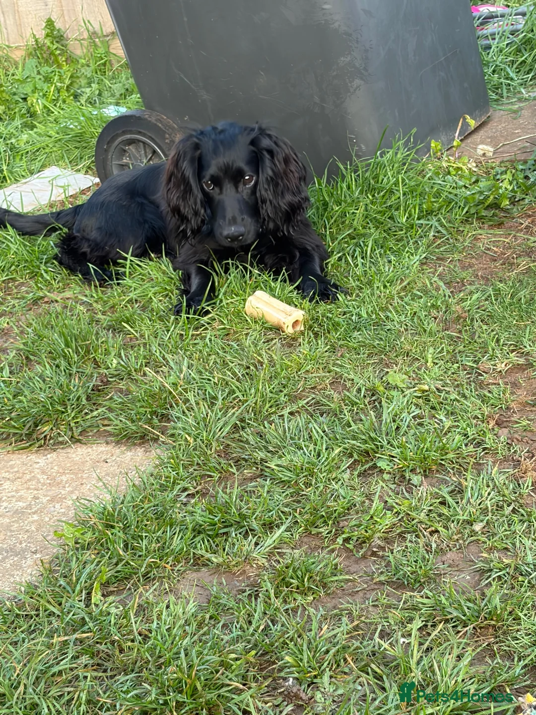 Cocker Spaniel dogs for sale: Cocker spaniel  in Kettering - Advert 2