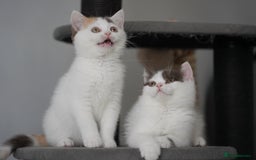 British Shorthair cats for sale: Health tested and registered Chocolate BSH - Image 1