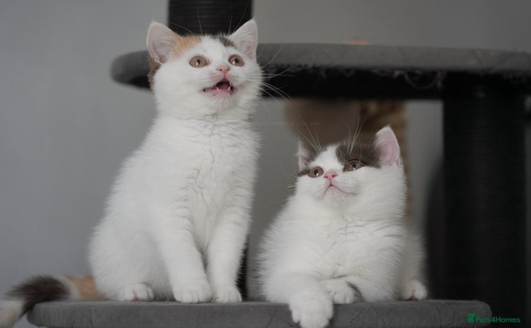 British Shorthair cats - Advert 5