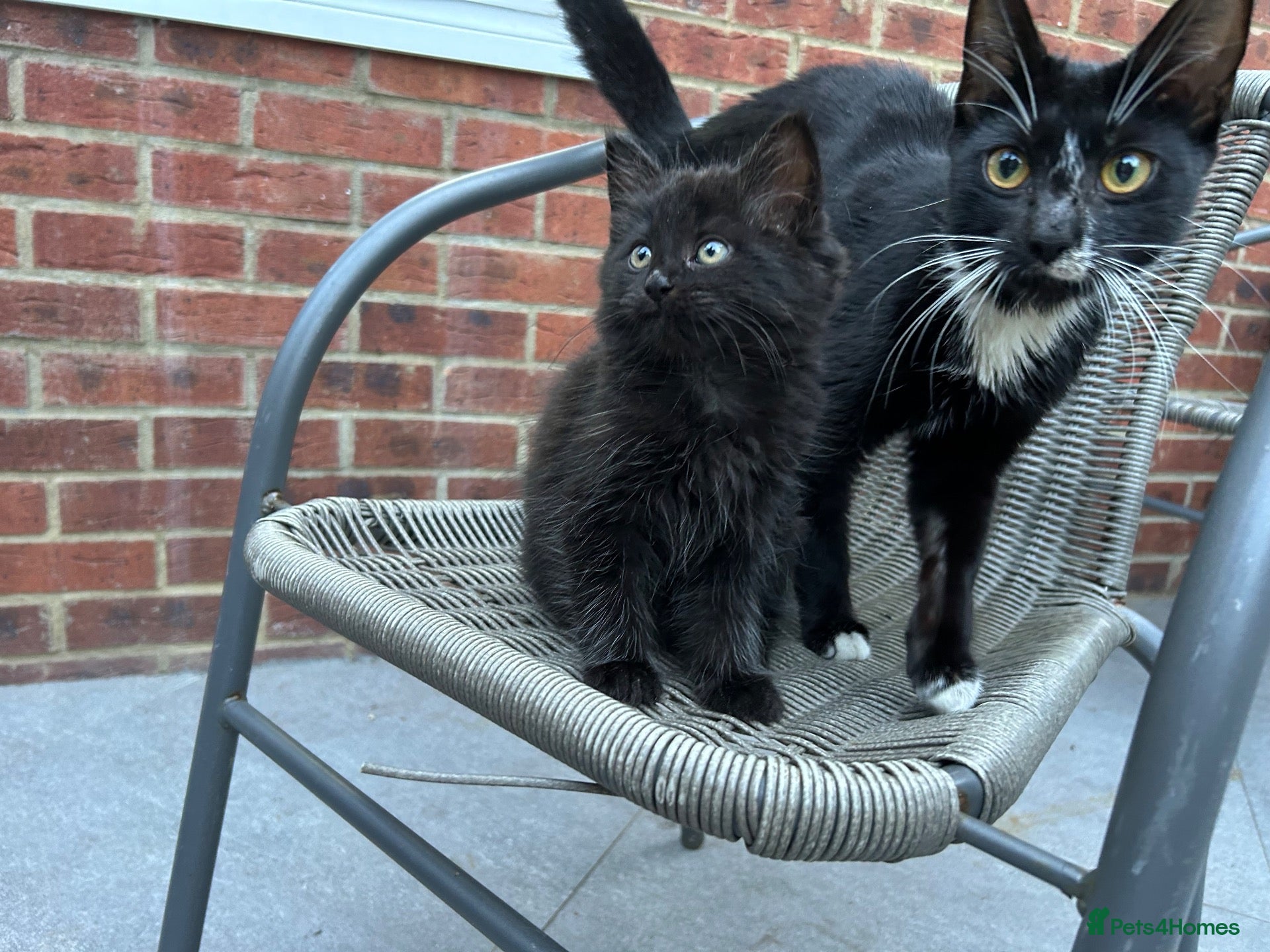 Domestic Shorthair cats Tuxedo Cat and Kitten – Together Only - Advert 10