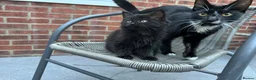 Domestic Shorthair cats for sale: Tuxedo Cat and Kitten – Together Only - Advert 1