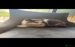British Shorthair cats for sale: RARE opportunity GCCF ACTIVE reg 2yr old blue Bi  - Image 5