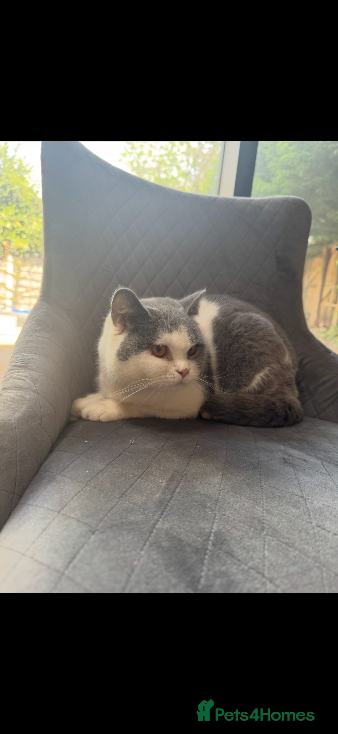 British Shorthair cats for sale: RARE opportunity GCCF ACTIVE reg 2yr old blue Bi  - Image 5