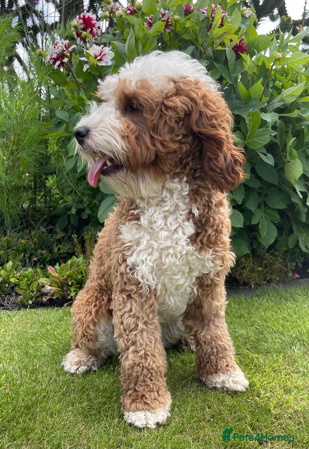 Australian Labradoodle dogs for stud: Australian Labradoodle Stud Dog  - Image 5