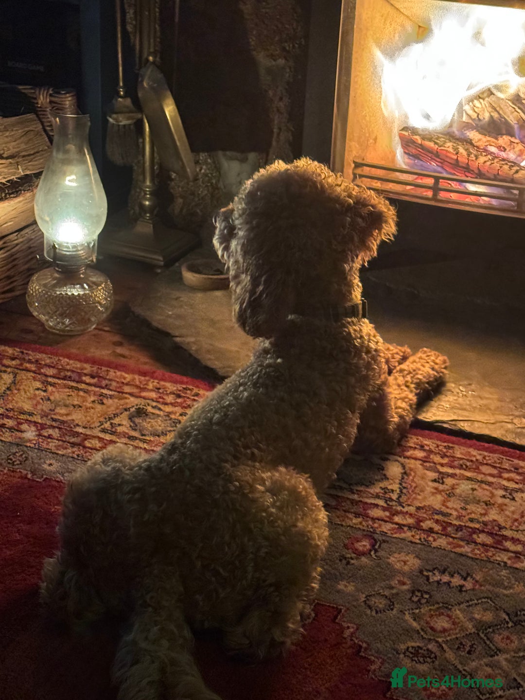 Cockapoo dogs for sale: Make cockerpoo  - Advert 3