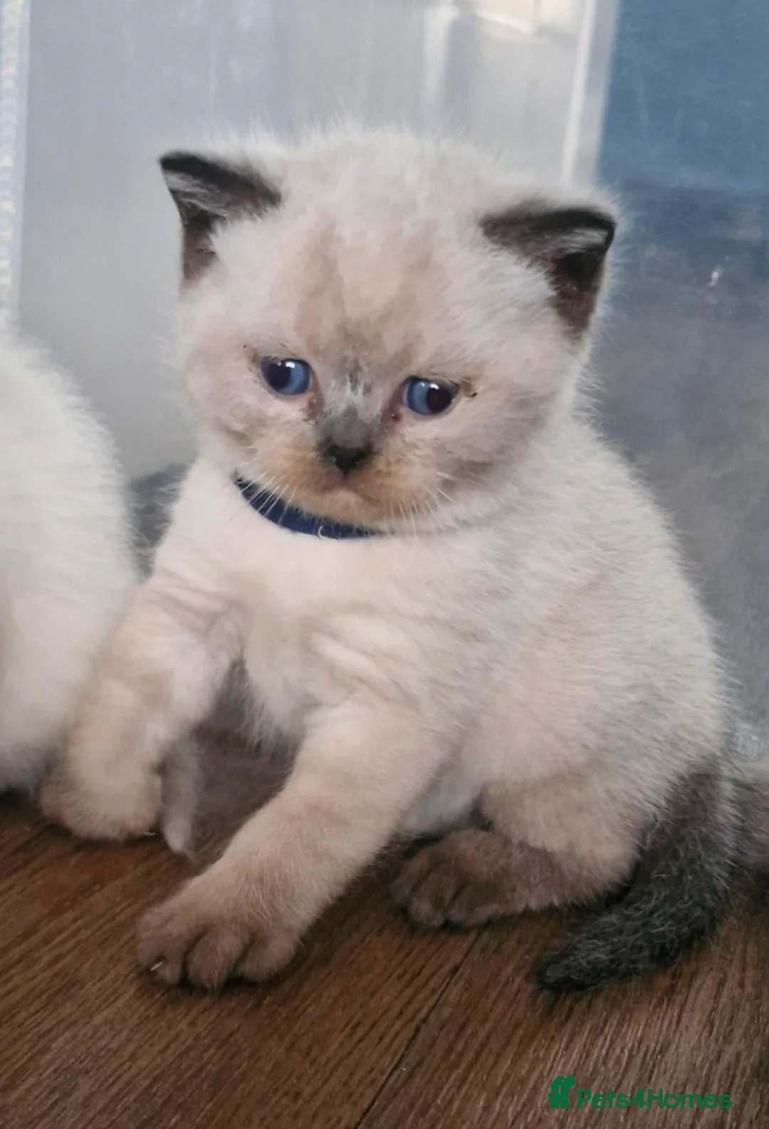 British Shorthair cats for sale: GCCF registered British shorthair and longhair - Advert 7