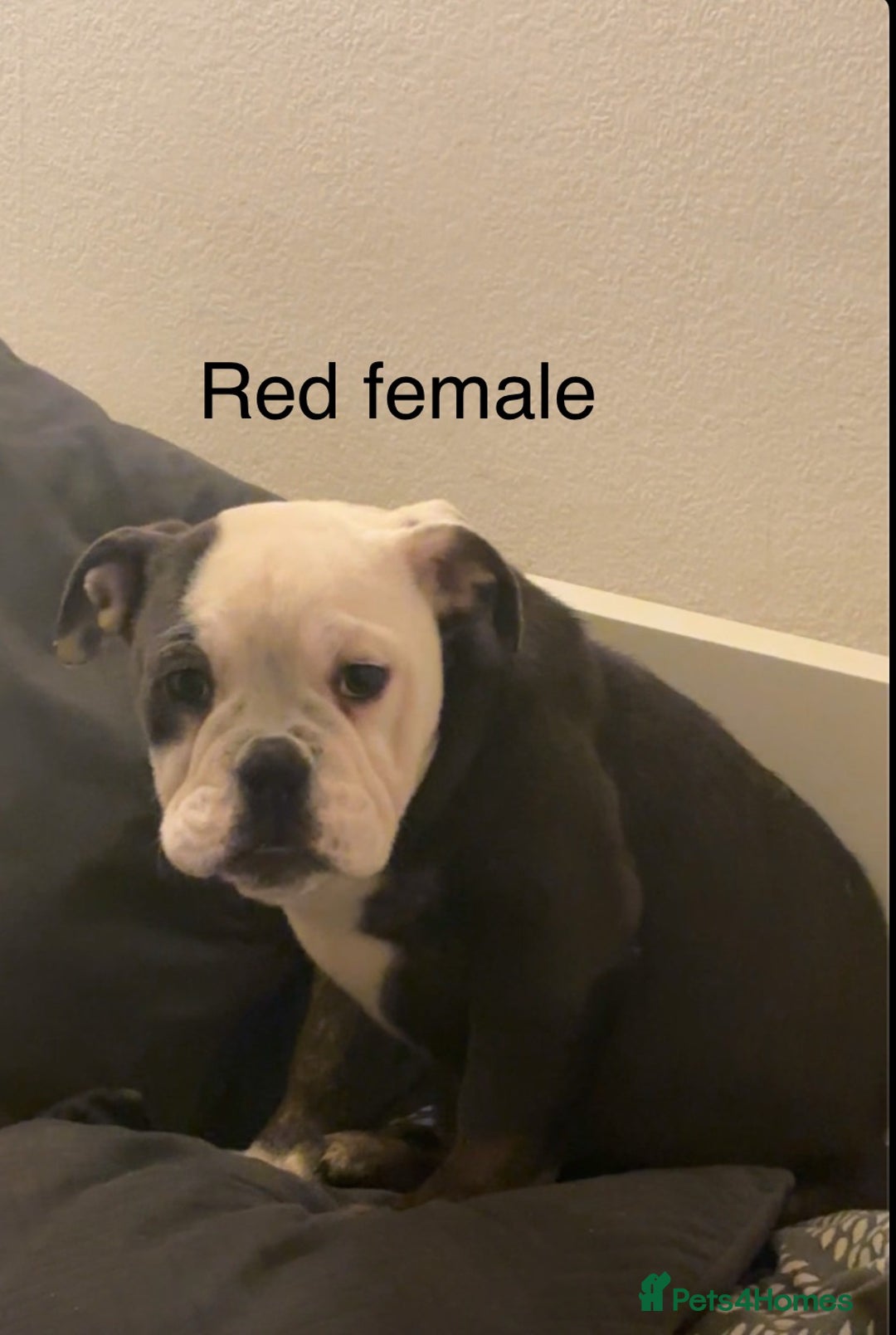 Olde English Bulldogge dogs for sale: Olde English bulldogs - Advert 8