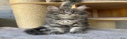 Maine Coon cats for sale: TICA Maine Coon Girls Ready Now DNA clear  - Advert 33
