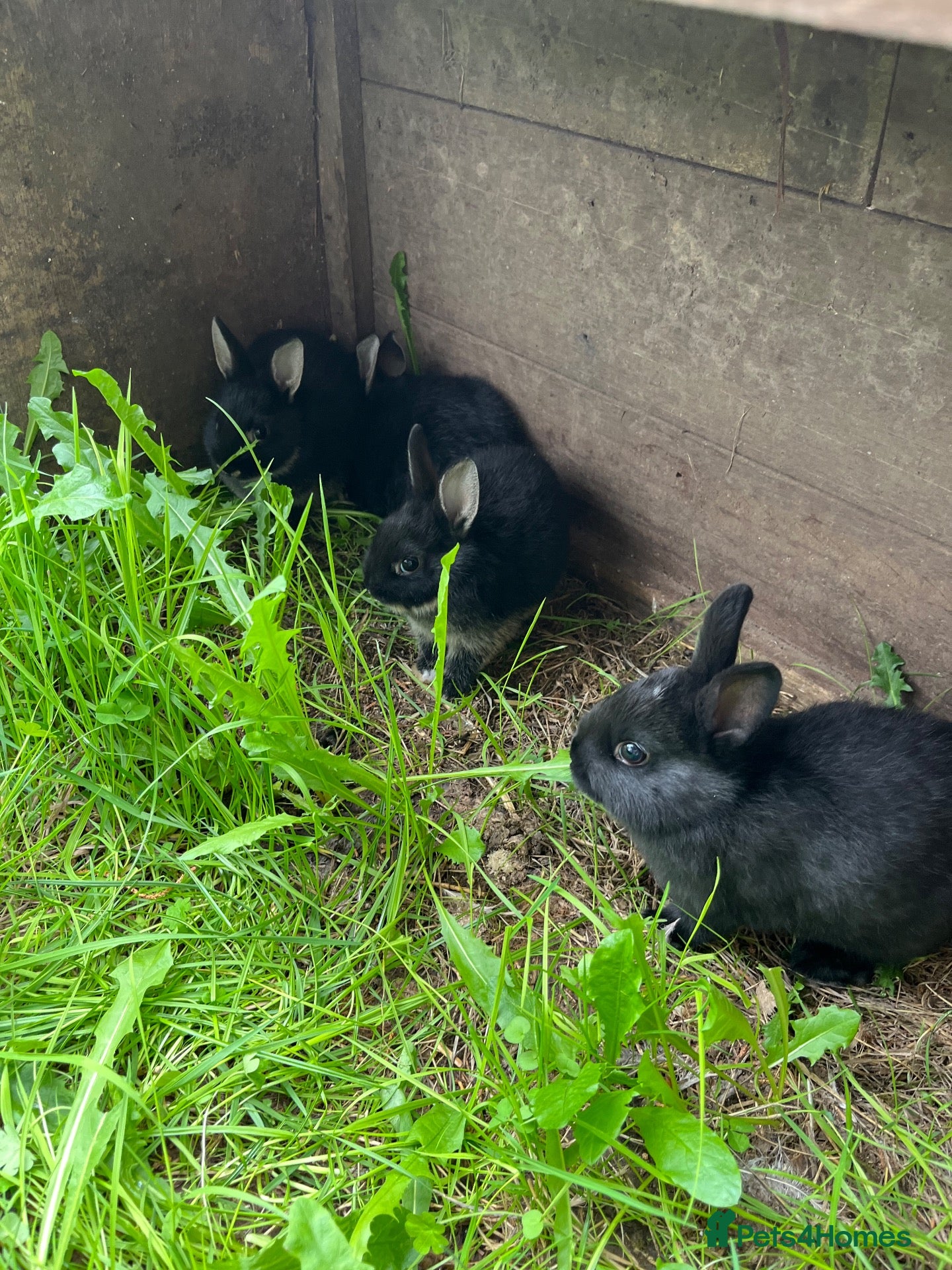 Netherland Dwarf rabbits Beautiful Netherland Dwarf babies. Ready to go now - Advert 2