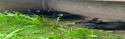 Netherland Dwarf rabbits for sale: Beautiful Netherland Dwarf babies. Ready to go now - Advert 2