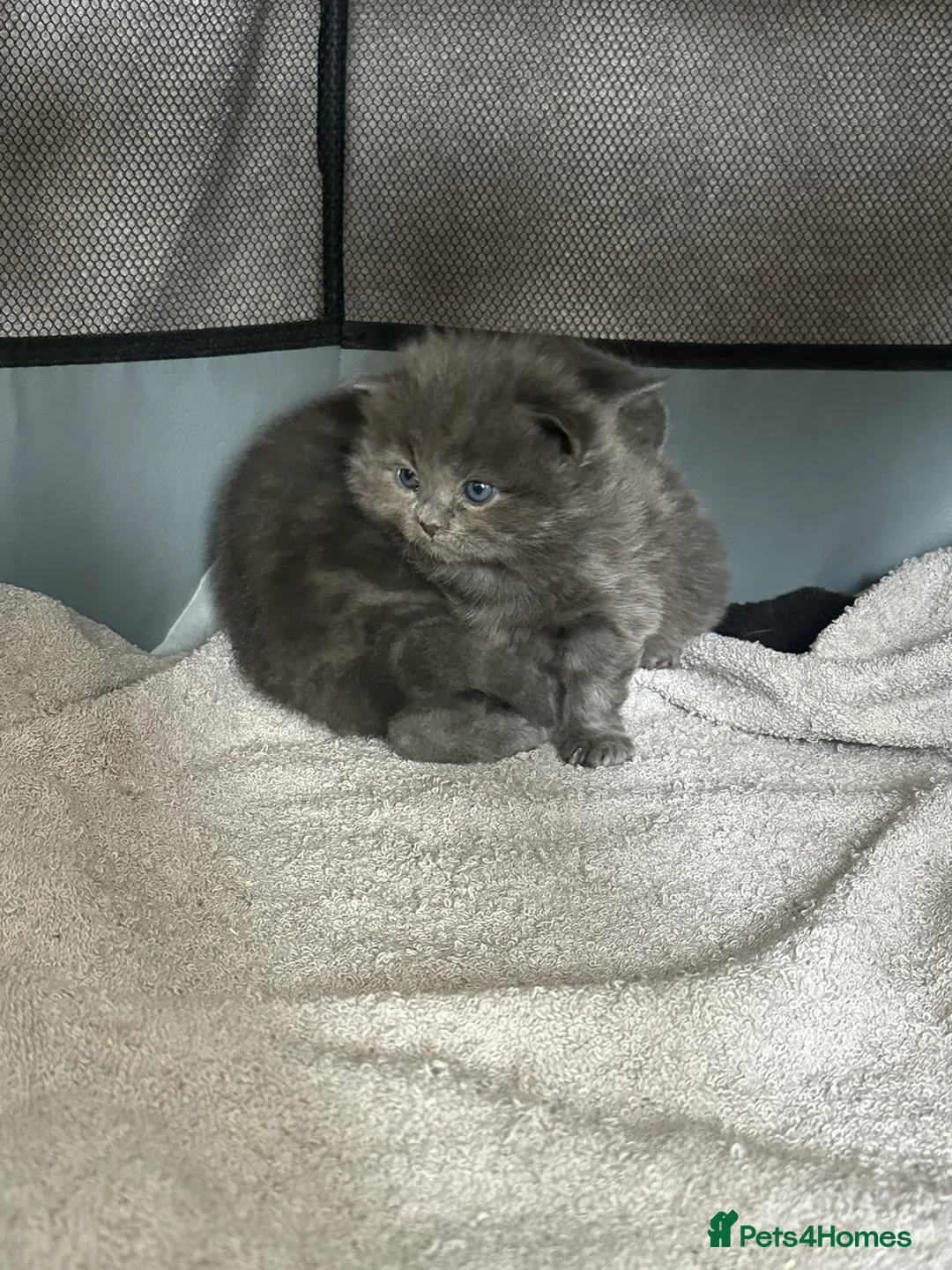 Nebelung cats for sale: British shorthair X nebelung kittens - Advert 6
