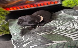 Mixed Breed dogs for sale: Beautiful lab cross Akita puppies available - Image 2
