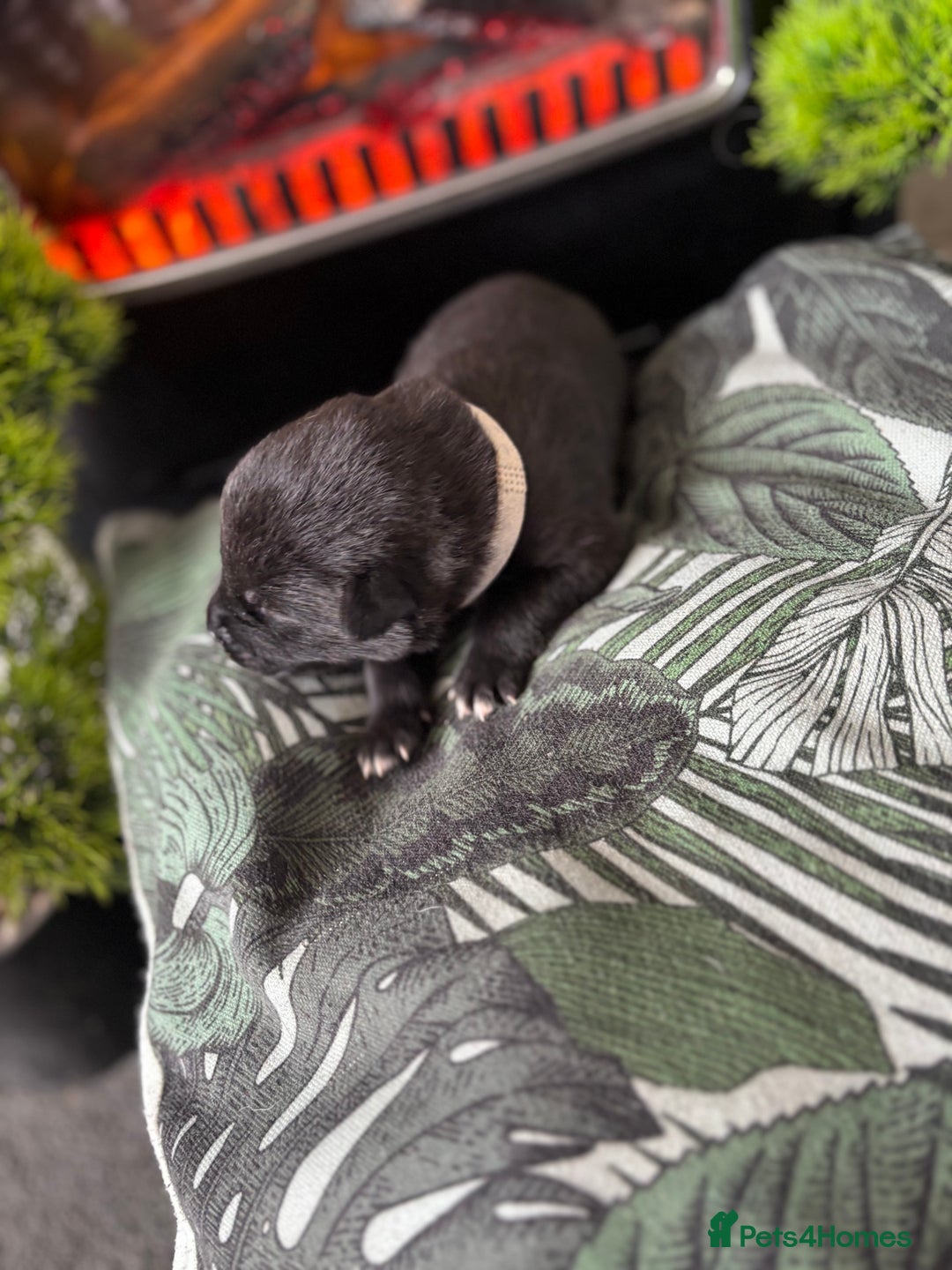 Mixed Breed dogs for sale: Beautiful lab cross Akita puppies available - Image 2