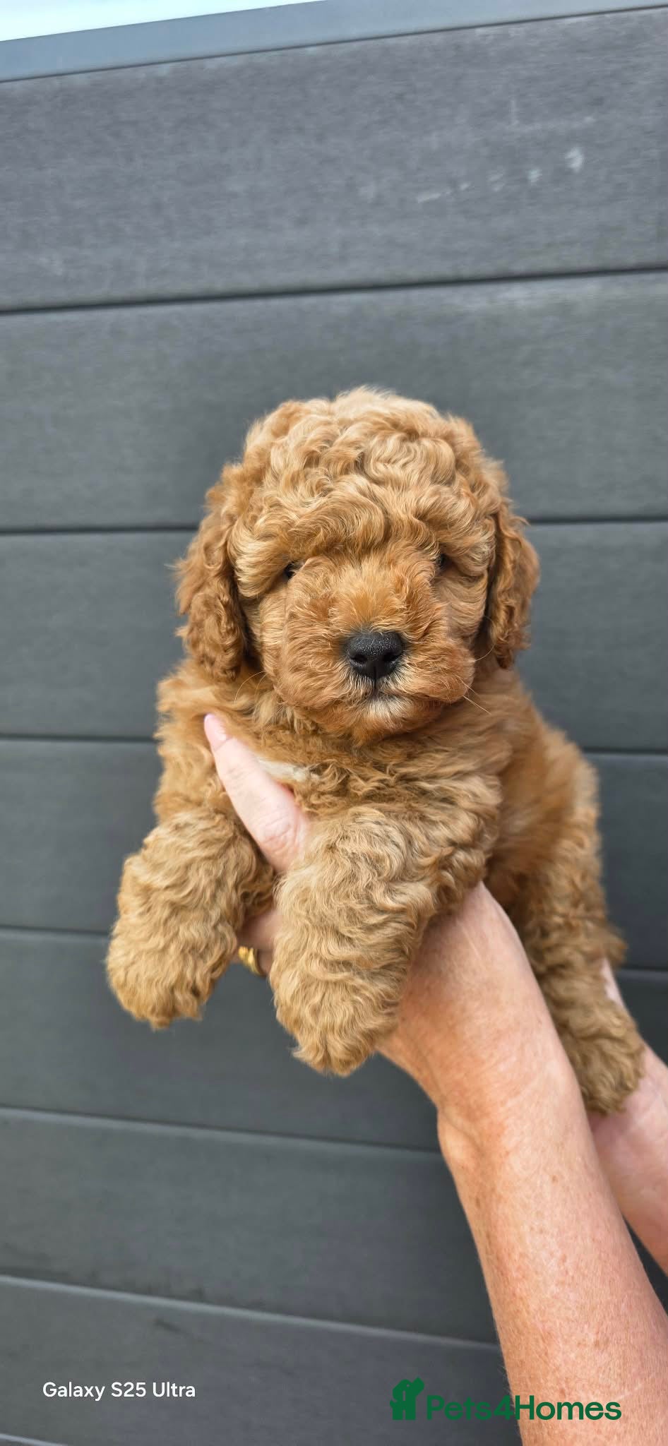 Cavapoo dogs Home reared from Health tested parents - Advert 1