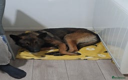 Belgian Shepherd Dog dogs for sale: Male  - Advert 9