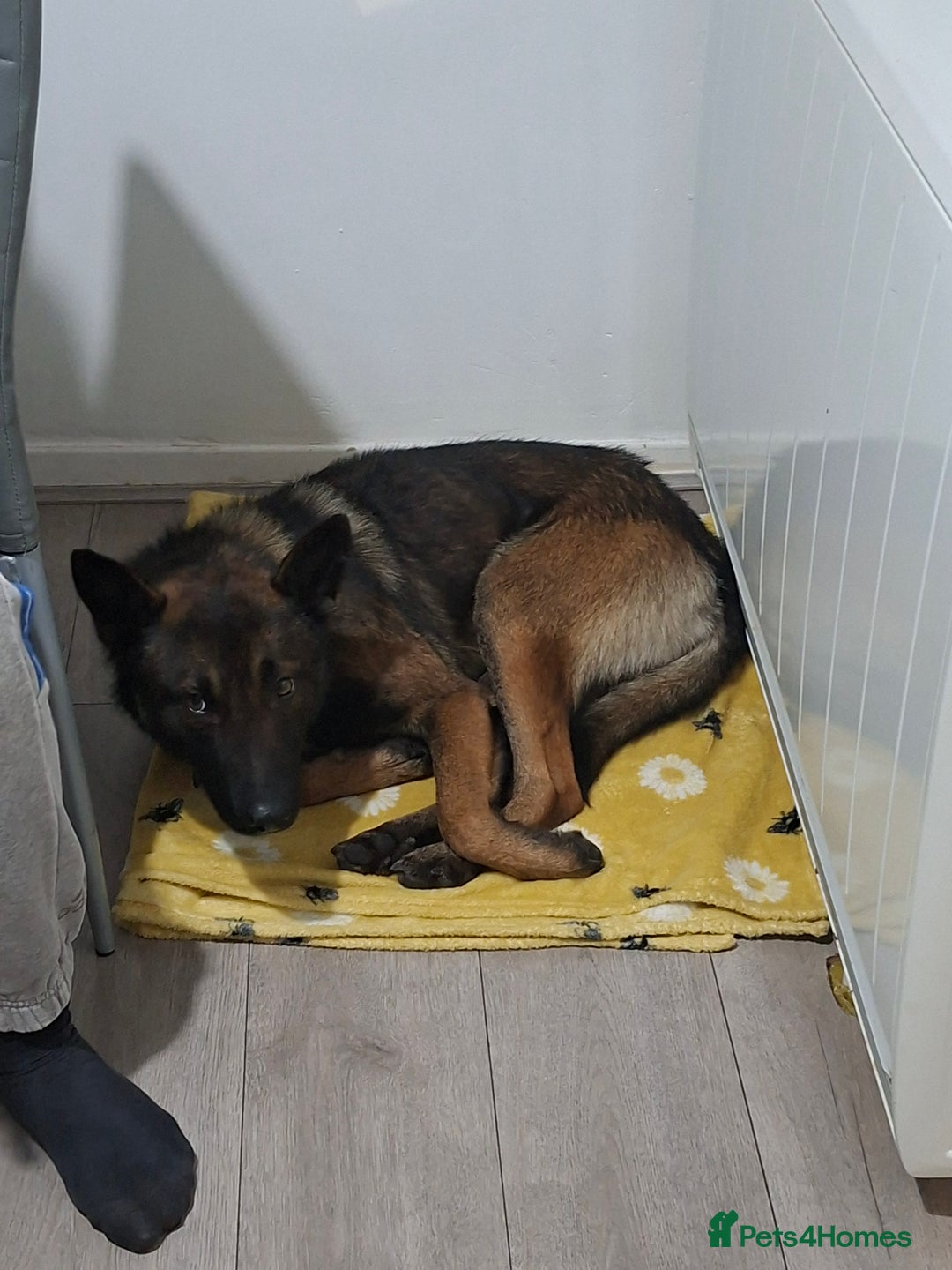 Belgian Shepherd Dog dogs for sale: Male  - Advert 9