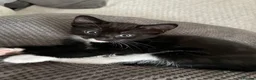 Mixed Breed cats for sale: Main coon X British short hair kittens  in Chessington - Advert 2