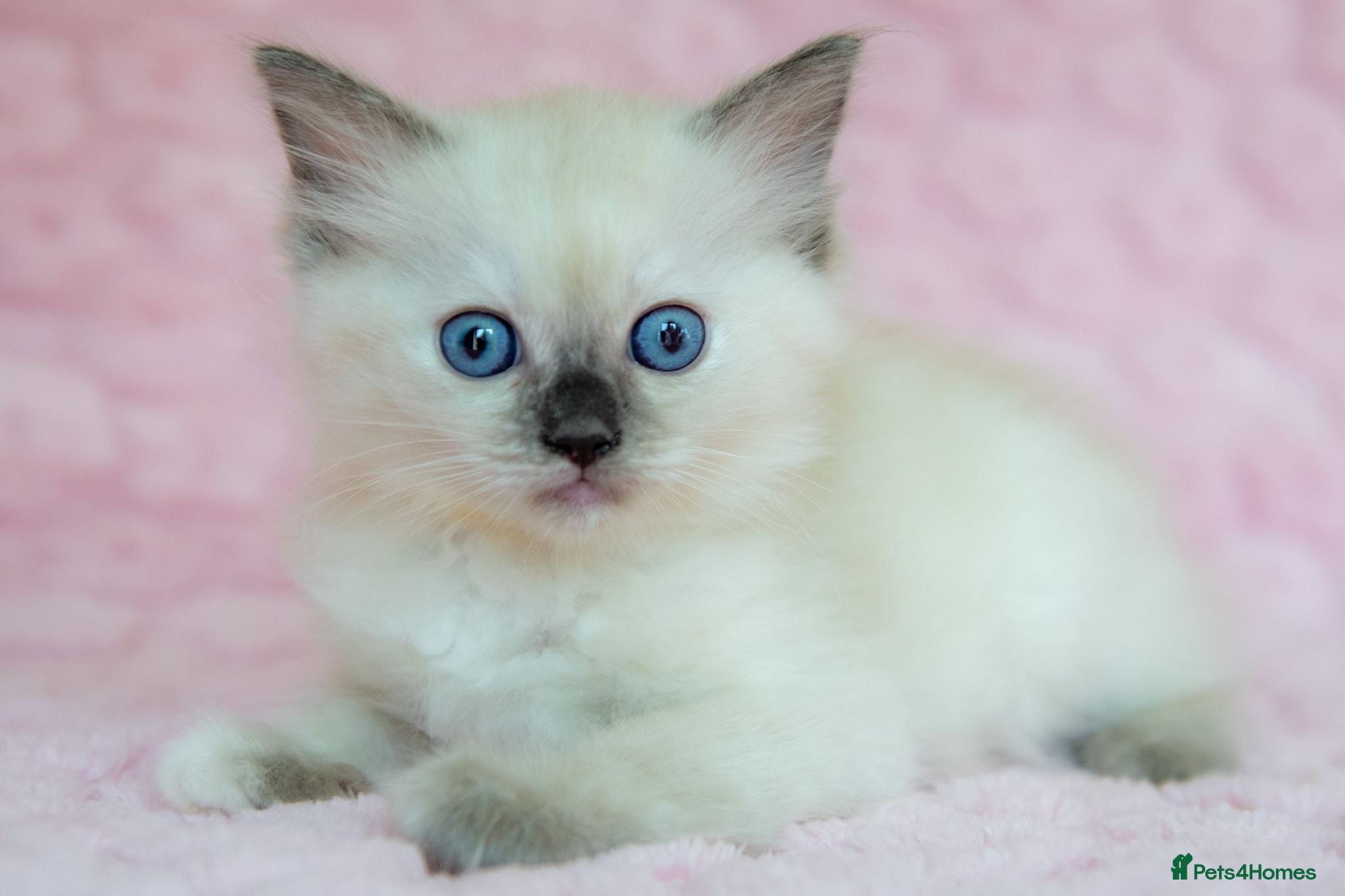 Ragdoll cats Stunning Ragdolls Ready Now. - Advert 1