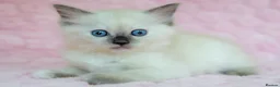 Ragdoll cats for sale: Stunning Ragdolls Ready Now. - Advert 5
