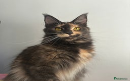 Maine Coon cats for sale: Beautiful Maine Coon x Ragdoll kittens 😻 - Image 8
