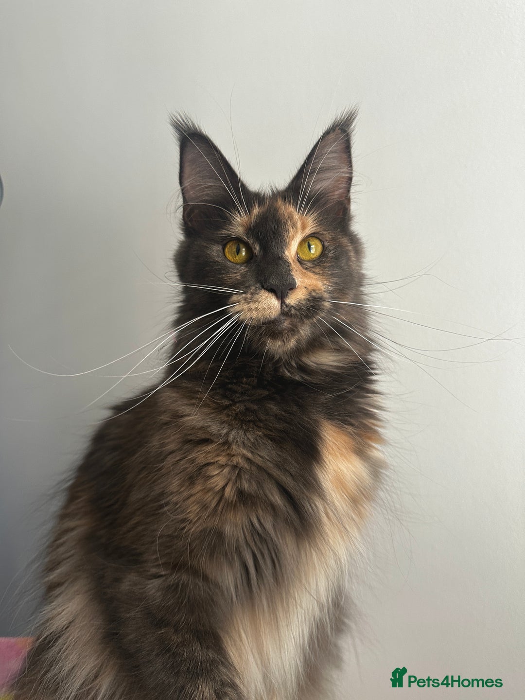 Maine Coon cats for sale: Beautiful Maine Coon x Ragdoll kittens 😻 - Image 8