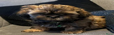 Shih Tzu 1