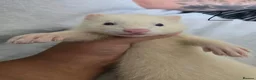 Ferret rodents for sale: Stunning part angora kits for sale in Cardiff - Advert 22