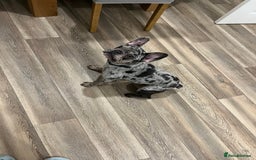 French Bulldog dogs for sale: Merle French bulldog  - Image 4