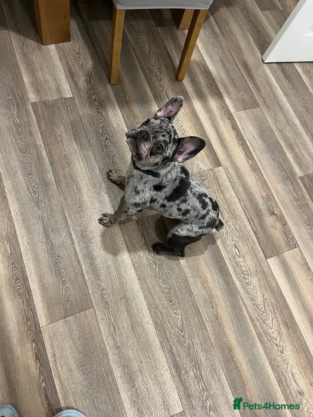 French Bulldog dogs for sale: Merle French bulldog  - Image 4