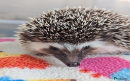 Pygmy Hedgehog rodents for sale: Beautiful Friendly Baby Hoglets. Reduced!!! - Image 6