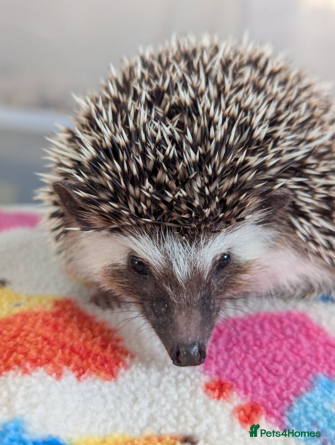 Pygmy Hedgehog rodents for sale: Beautiful Friendly Baby Hoglets. Reduced!!! - Image 6