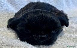 Shih Tzu dogs for sale: Adorable Imperial Shih Tzu Puppies - Advert 9